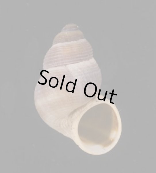 画像1: ミゾフタヤマタマキビ (仮称) (1)