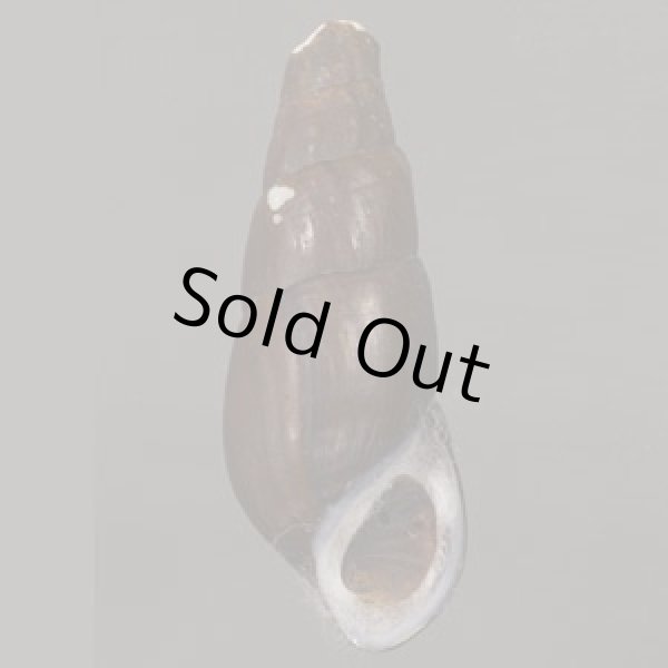 画像1: クロダカワニナ (1)