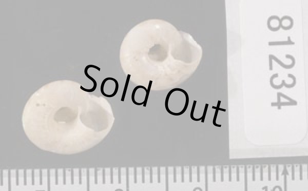 画像2: ニジイロシタダミ (仮称) (2)