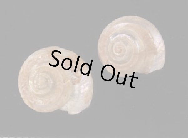 画像1: ニジイロシタダミ (仮称) (1)