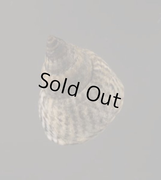 画像2: ジャマイカタマキビ (仮称) (2)