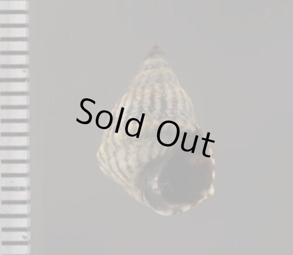 画像3: ジャマイカタマキビ (仮称) (3)