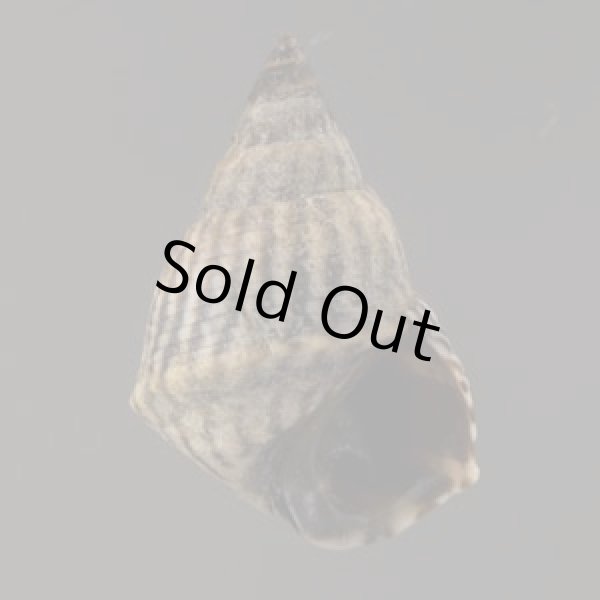 画像1: ジャマイカタマキビ (仮称) (1)