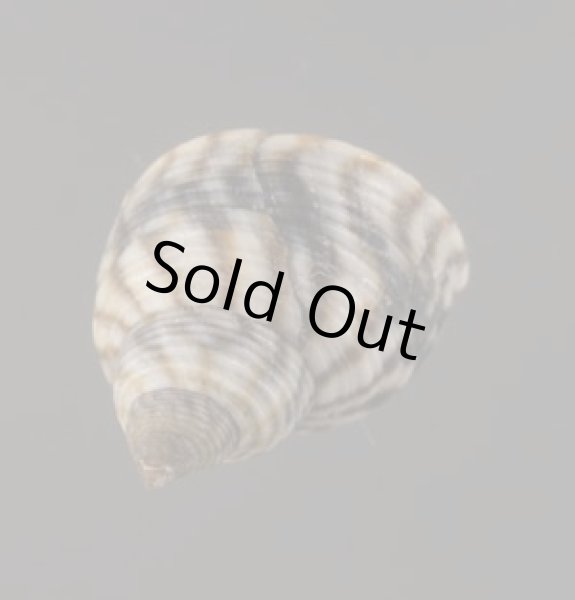 画像2: ジャマイカタマキビ (仮称) (2)