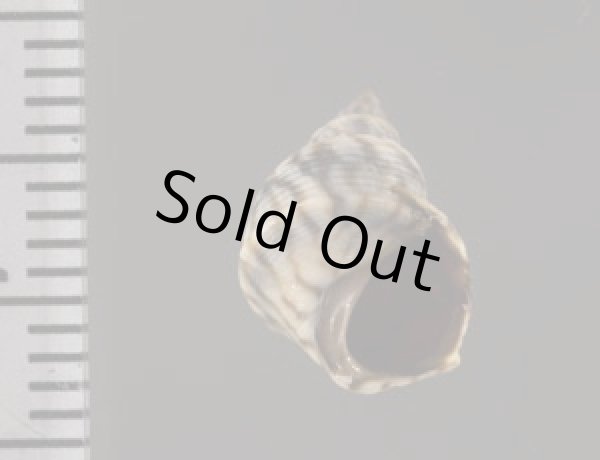 画像3: ジャマイカタマキビ (仮称) (3)