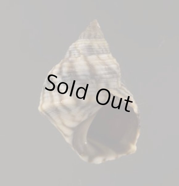 画像1: ジャマイカタマキビ (仮称) (1)