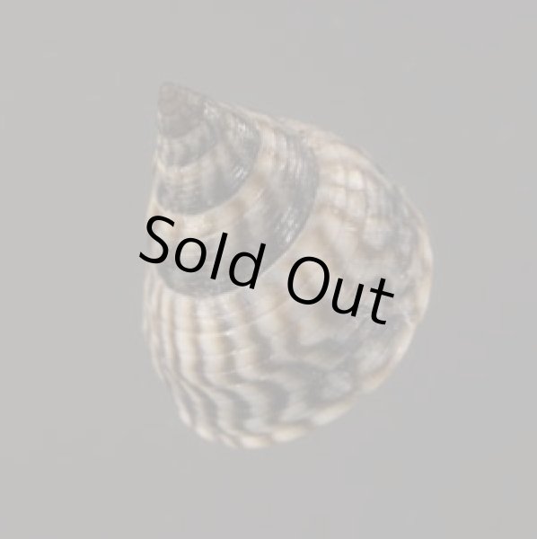 画像2: ジャマイカタマキビ (仮称) (2)