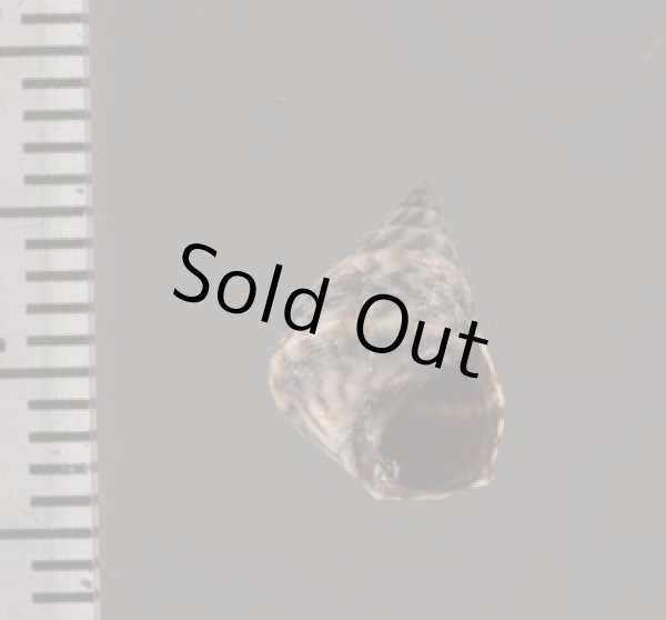 画像3: ジャマイカタマキビ (仮称) (3)