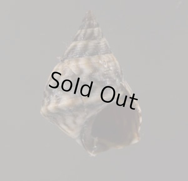 画像1: ジャマイカタマキビ (仮称) (1)