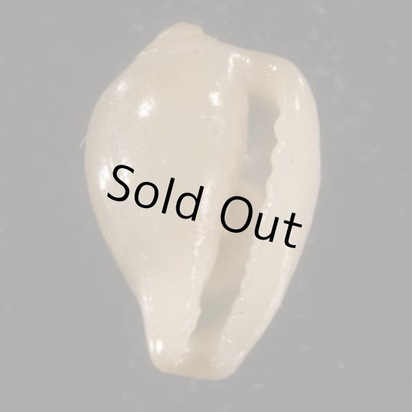 画像1: マウガザクロガイ (1)