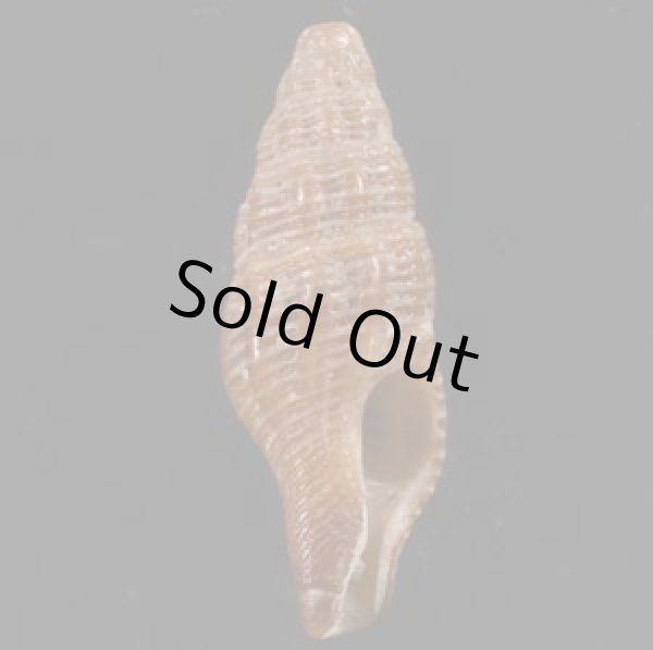 画像1: ナンアヤリノホツノマタ (仮称) (1)