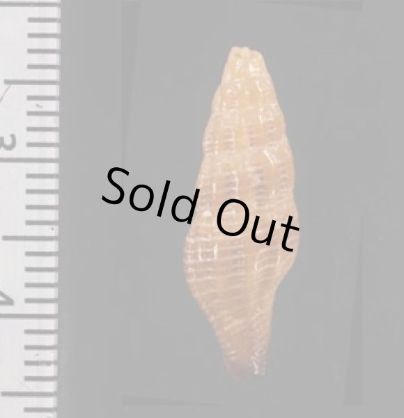 画像2: ナンアヤリノホツノマタ (仮称) (2)