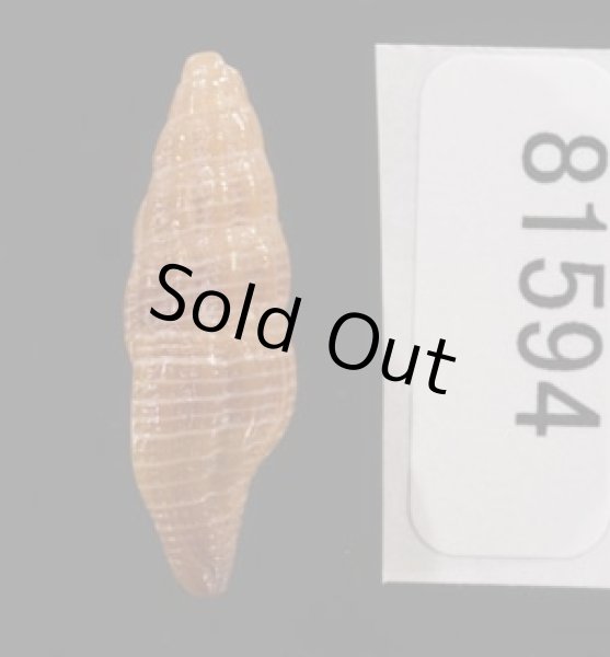 画像3: ナンアヤリノホツノマタ (仮称) (3)