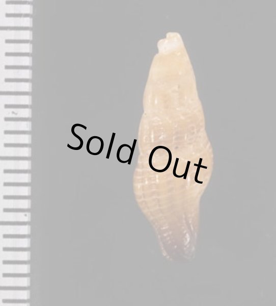 画像2: ナンアヤリノホツノマタ (仮称) (2)