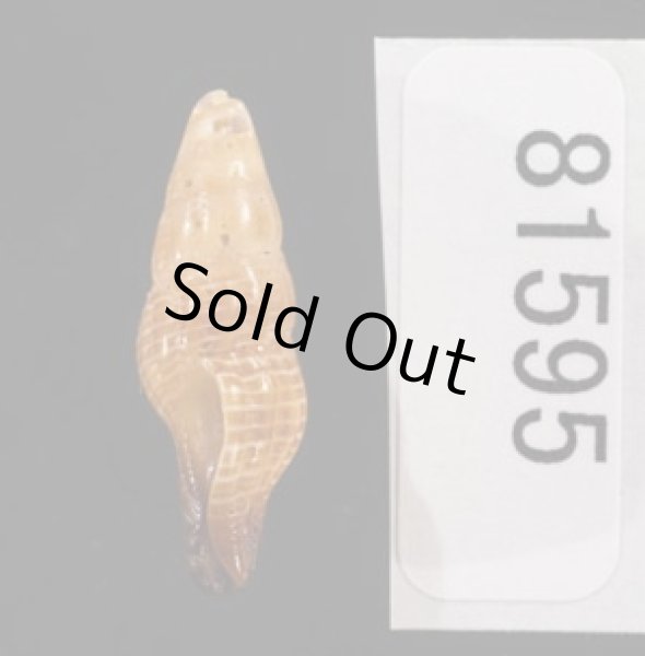 画像3: ナンアヤリノホツノマタ (仮称) (3)