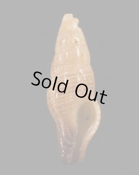 画像1: ナンアヤリノホツノマタ (仮称) (1)