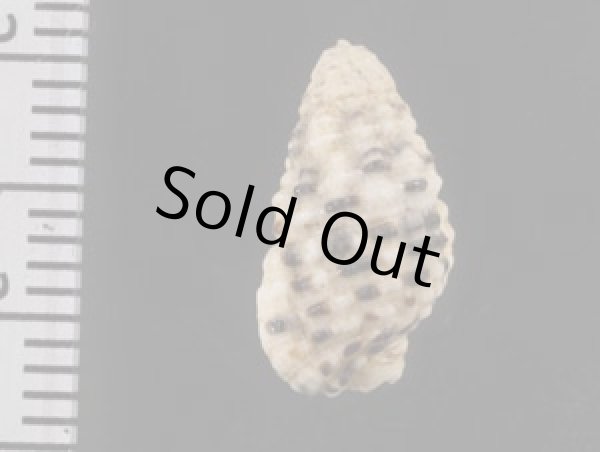 画像2: シロフカヤノミカニモリ (2)