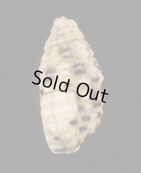 画像3: シロフカヤノミカニモリ (3)