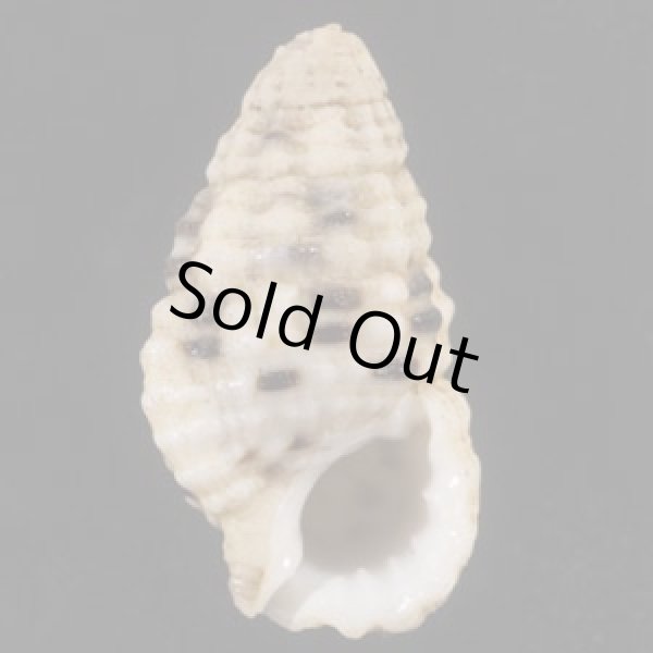 画像1: シロフカヤノミカニモリ (1)