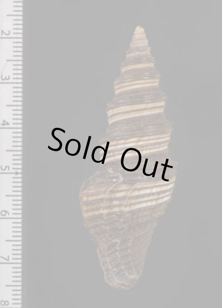 画像2: クロクダマキ (2)