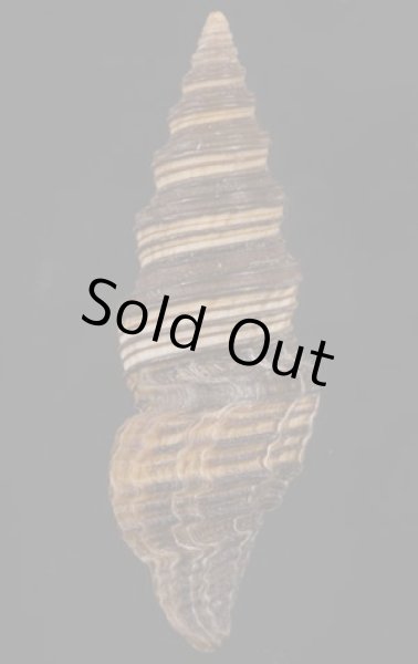 画像3: クロクダマキ (3)