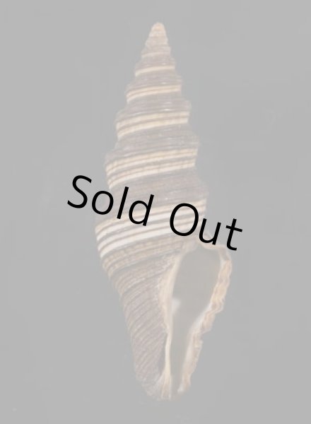 画像1: クロクダマキ (1)