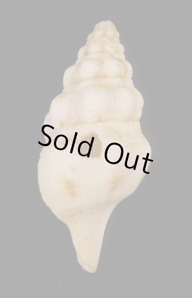 画像3: エルシアツノマタガイ (仮称) (3)