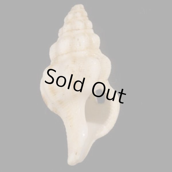 画像1: エルシアツノマタガイ (仮称) (1)