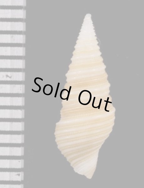 画像2: ソメワケマキモノシャジク (仮称) (2)