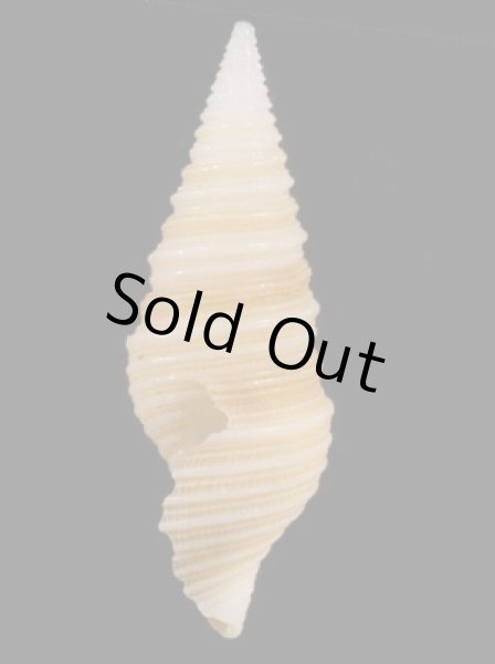 画像3: ソメワケマキモノシャジク (仮称) (3)