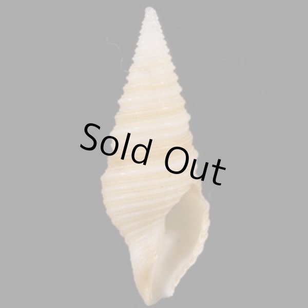 画像1: ソメワケマキモノシャジク (仮称) (1)