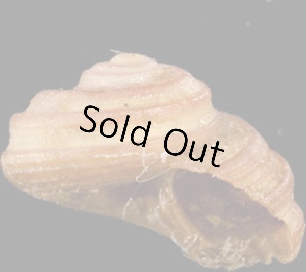 画像2: アカスジシタダミ (仮称) (2)