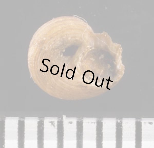 画像3: アカスジシタダミ (仮称) (3)