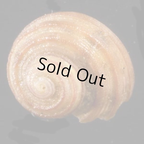 画像1: アカスジシタダミ (仮称) (1)