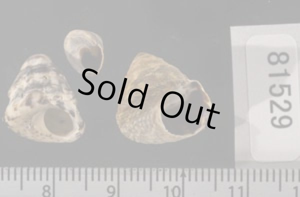 画像2: ヤマガタタマキビ (2)