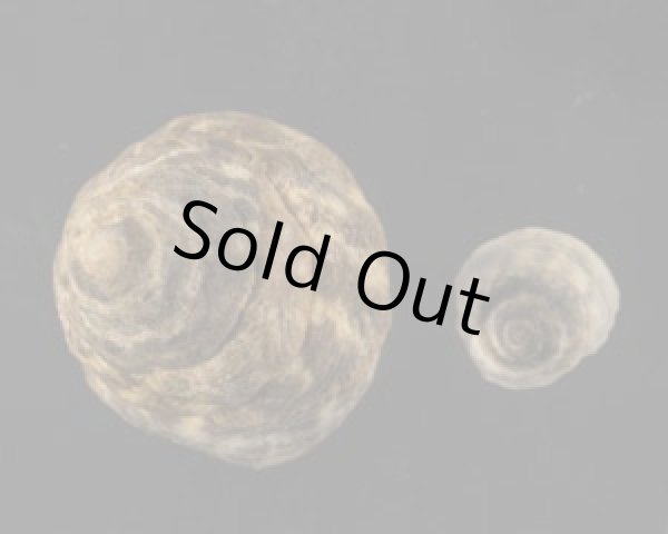 画像1: ヤマガタタマキビ (1)