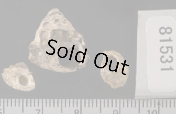 画像2: ヤマガタタマキビ (2)