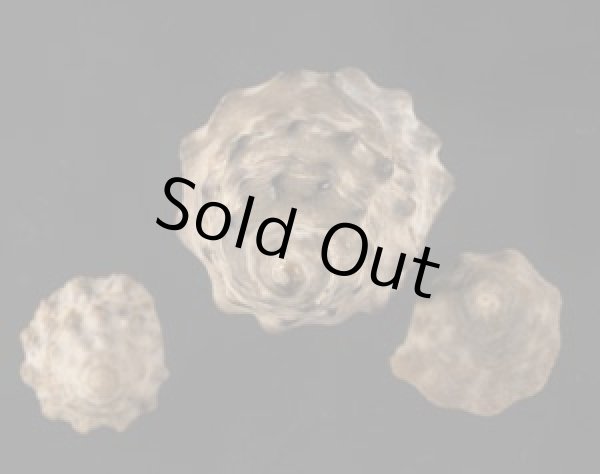 画像1: ヤマガタタマキビ (1)