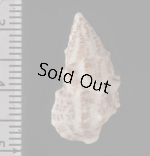 画像2: ハナヤカカニモリの一型 (2)