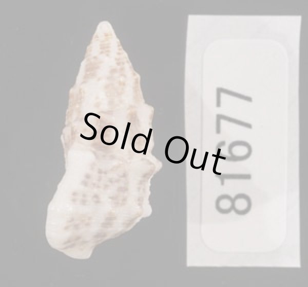 画像3: ハナヤカカニモリの一型 (3)