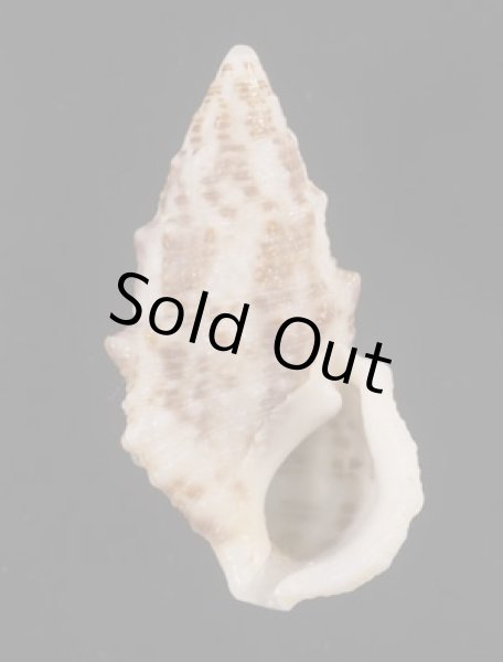 画像1: ハナヤカカニモリの一型 (1)