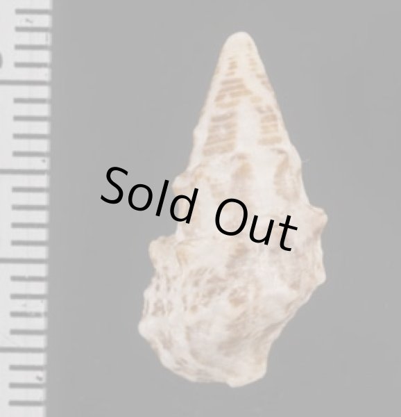 画像2: ハナヤカカニモリの一型 (2)