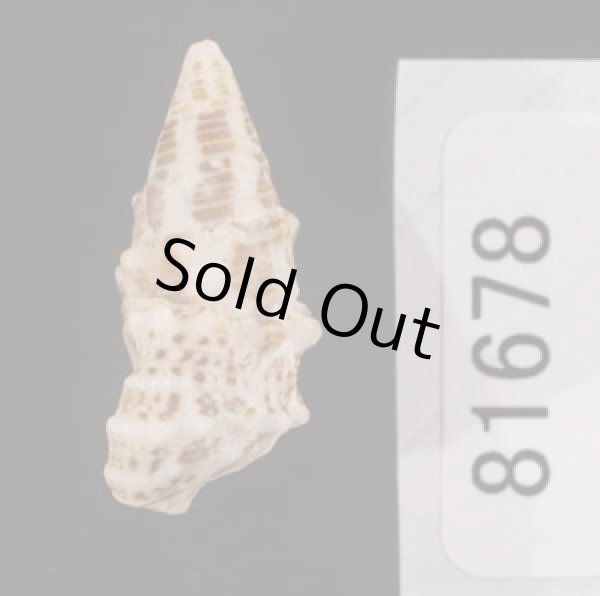 画像3: ハナヤカカニモリの一型 (3)