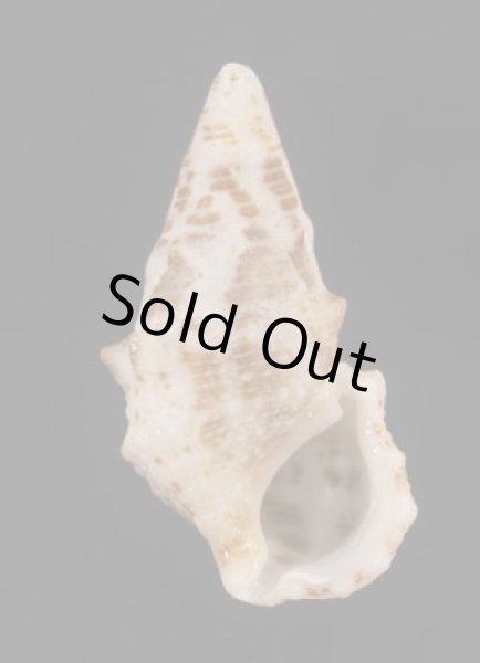 画像1: ハナヤカカニモリの一型 (1)