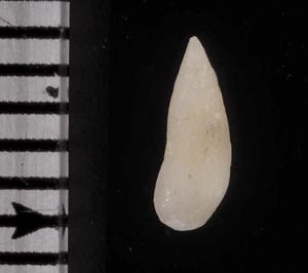 画像2: ホソスジチョウジガイ (2)