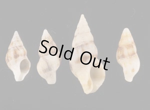 画像1: チャガスリツノマタ (仮称) (1)