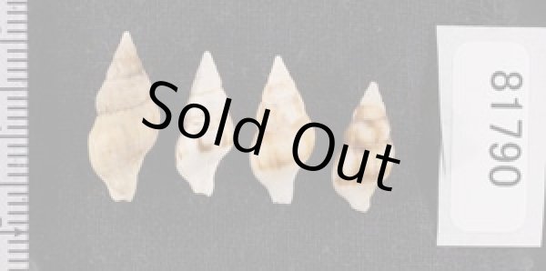 画像2: チャガスリツノマタ (仮称) (2)