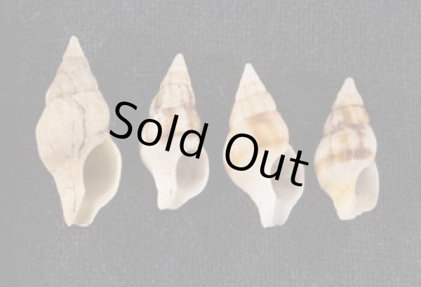 画像1: チャガスリツノマタ (仮称) (1)