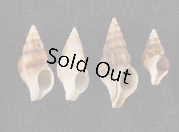 画像1: チャガスリツノマタ (仮称) (1)