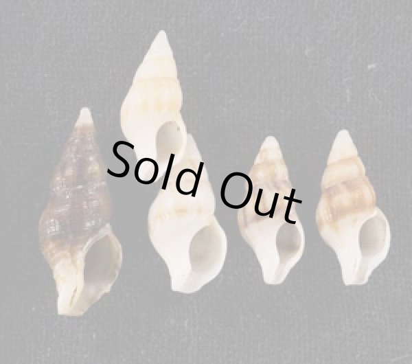 画像1: チャガスリツノマタ (仮称) (1)